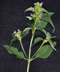 Attēlu rezultāti vaicājumam “Galeopsis tetrahit leaf”