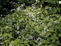 Attēlu rezultāti vaicājumam “Stellaria nemorum leaf”