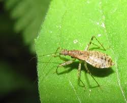 Attēlu rezultāti vaicājumam “Nabidae”