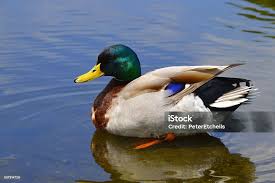 Attēlu rezultāti vaicājumam “Anas platyrhynchos male”