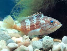 Image result for Epinephelus costae