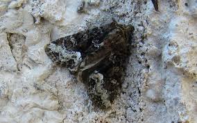 Attēlu rezultāti vaicājumam “Oligia sp.”