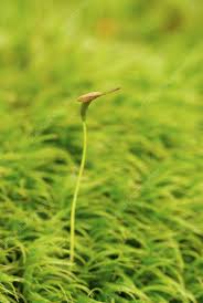 Attēlu rezultāti vaicājumam “Polytrichastrum formosum sporophyte”