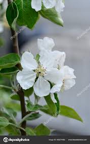 Attēlu rezultāti vaicājumam “Malus domestica flower”