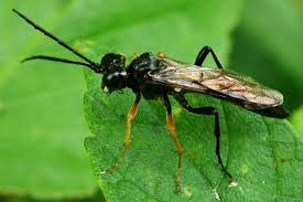 Attēlu rezultāti vaicājumam “Tenthredo mandibularis larva”
