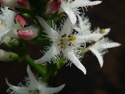 Attēlu rezultāti vaicājumam “Menyanthes trifoliata”