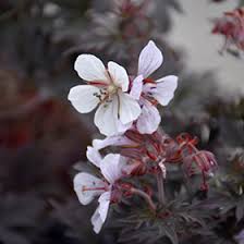 Attēlu rezultāti vaicājumam “Geranium pratense bud”