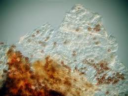 Attēlu rezultāti vaicājumam “Physarum leucophaeum stalked”