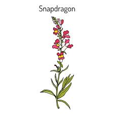 Attēlu rezultāti vaicājumam “Antirrhinum majus leaf”