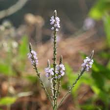 Image result for Verbena officinalis