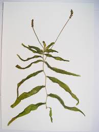 Attēlu rezultāti vaicājumam “Potamogeton praelongus leaf”