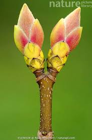 Attēlu rezultāti vaicājumam “Acer pseudoplatanus flower”