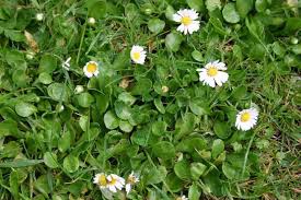 Attēlu rezultāti vaicājumam “Bellis perennis bud”