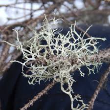 Attēlu rezultāti vaicājumam “Evernia mesomorpha”