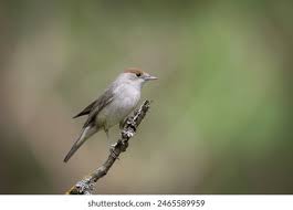 Attēlu rezultāti vaicājumam “Sylvia atricapilla”