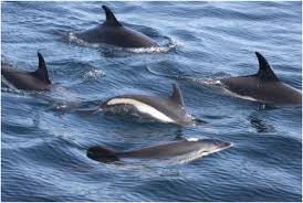 Image result for Leucopleurus acutus