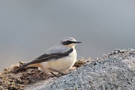 Attēlu rezultāti vaicājumam “Oenanthe oenanthe male”