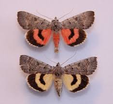 Attēlu rezultāti vaicājumam “Catocala pacta”