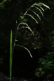 Attēlu rezultāti vaicājumam “Poa remota”