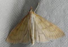 Attēlu rezultāti vaicājumam “Paratalanta hyalinalis”