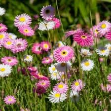 Image result for Helichrysum subulifolium