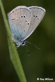 Attēlu rezultāti vaicājumam “Cyaniris semiargus underside”