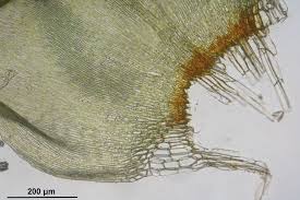 Attēlu rezultāti vaicājumam “Calliergonella lindbergii”