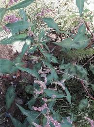 Attēlu rezultāti vaicājumam “Persicaria lapathifolia flower”