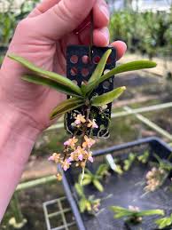 Attēlu rezultāti vaicājumam “Erinaceus sp.”