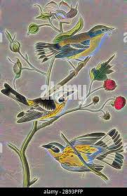 Attēlu rezultāti vaicājumam “Sylvicola sp.”