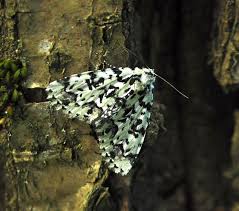 Attēlu rezultāti vaicājumam “Griselda ustomaculana”