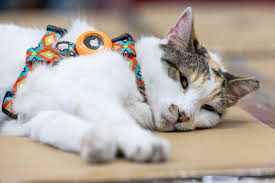 Image result for cat found