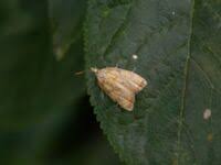 Attēlu rezultāti vaicājumam “Acleris bergmanniana”