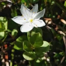 Attēlu rezultāti vaicājumam “Trientalis europaea leaf”