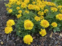 Attēlu rezultāti vaicājumam “Tagetes”