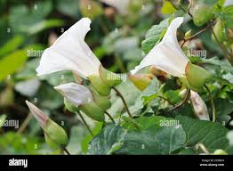 Attēlu rezultāti vaicājumam “Calystegia sepium flower”
