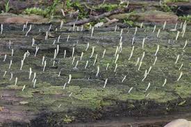 Attēlu rezultāti vaicājumam “Multiclavula mucida”