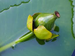 Attēlu rezultāti vaicājumam “Nuphar lutea”