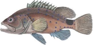 Image result for Hyporthodus quernus