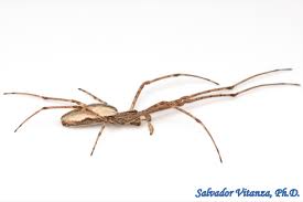 Attēlu rezultāti vaicājumam “Tetragnathidae”