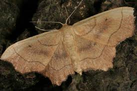 Attēlu rezultāti vaicājumam “Idaea emarginata”