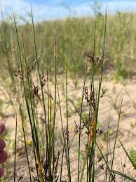 Attēlu rezultāti vaicājumam “Juncus balticus”