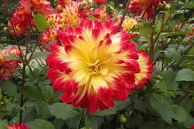 Image result for Dahlia x pinnata `Redskin`
