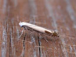 Attēlu rezultāti vaicājumam “Lyonetia clerkella”