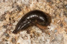 Attēlu rezultāti vaicājumam “Hirudinea”