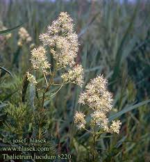 Attēlu rezultāti vaicājumam “Thalictrum lucidum”