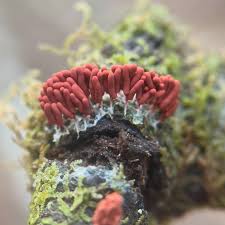 Attēlu rezultāti vaicājumam “Cribraria rufa young”