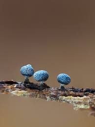 Attēlu rezultāti vaicājumam “Physarum bryocorticola sessile”