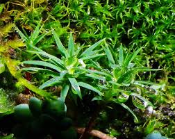 Attēlu rezultāti vaicājumam “Pogonatum urnigerum”