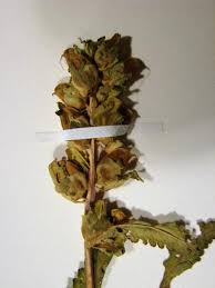 Attēlu rezultāti vaicājumam “Pedicularis palustris fruit”